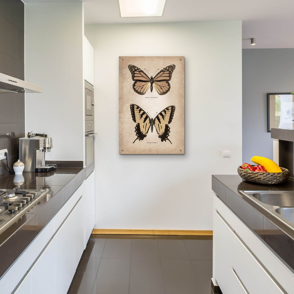 Vintage Butterflies Duo 1 by Art Licensing Studio - 24x36 acrylic wall art in a room