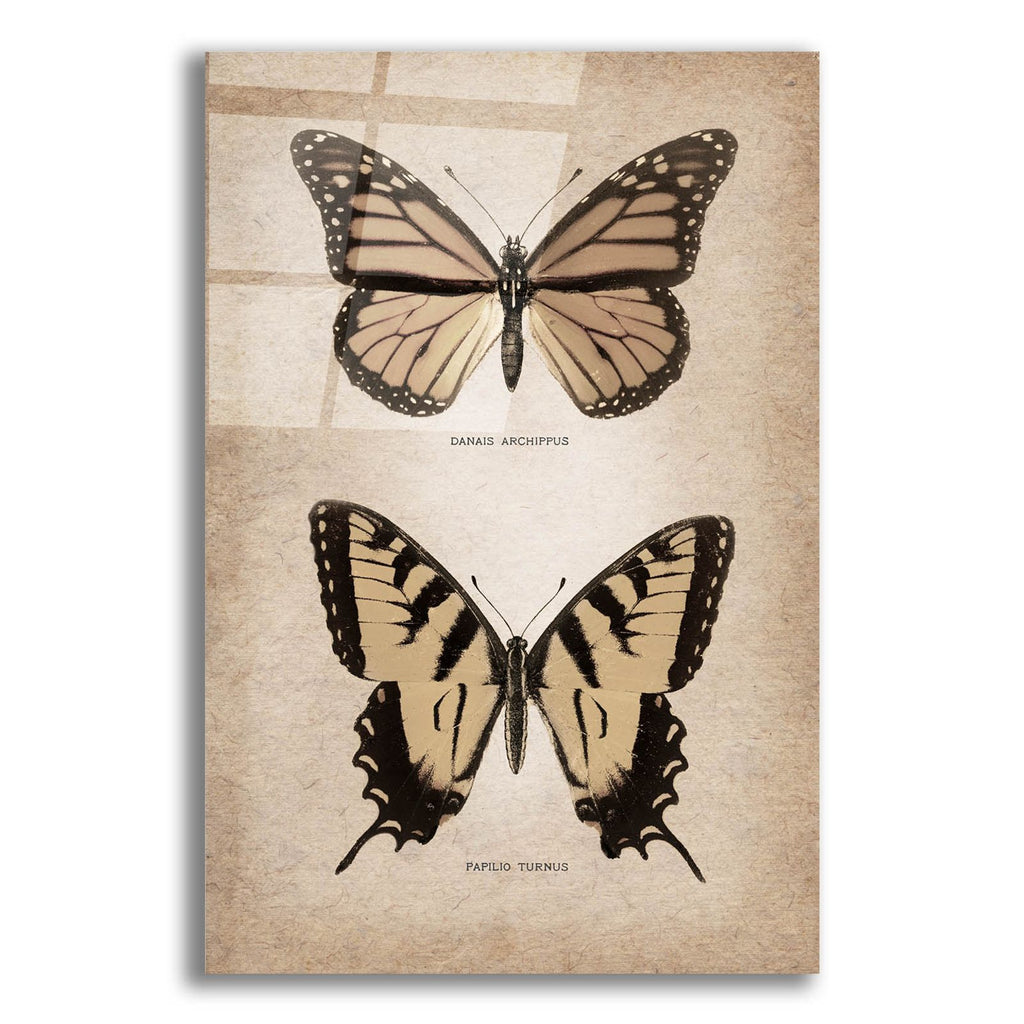 Vintage Butterflies Duo 1 by Art Licensing Studio acrylic glass wall art