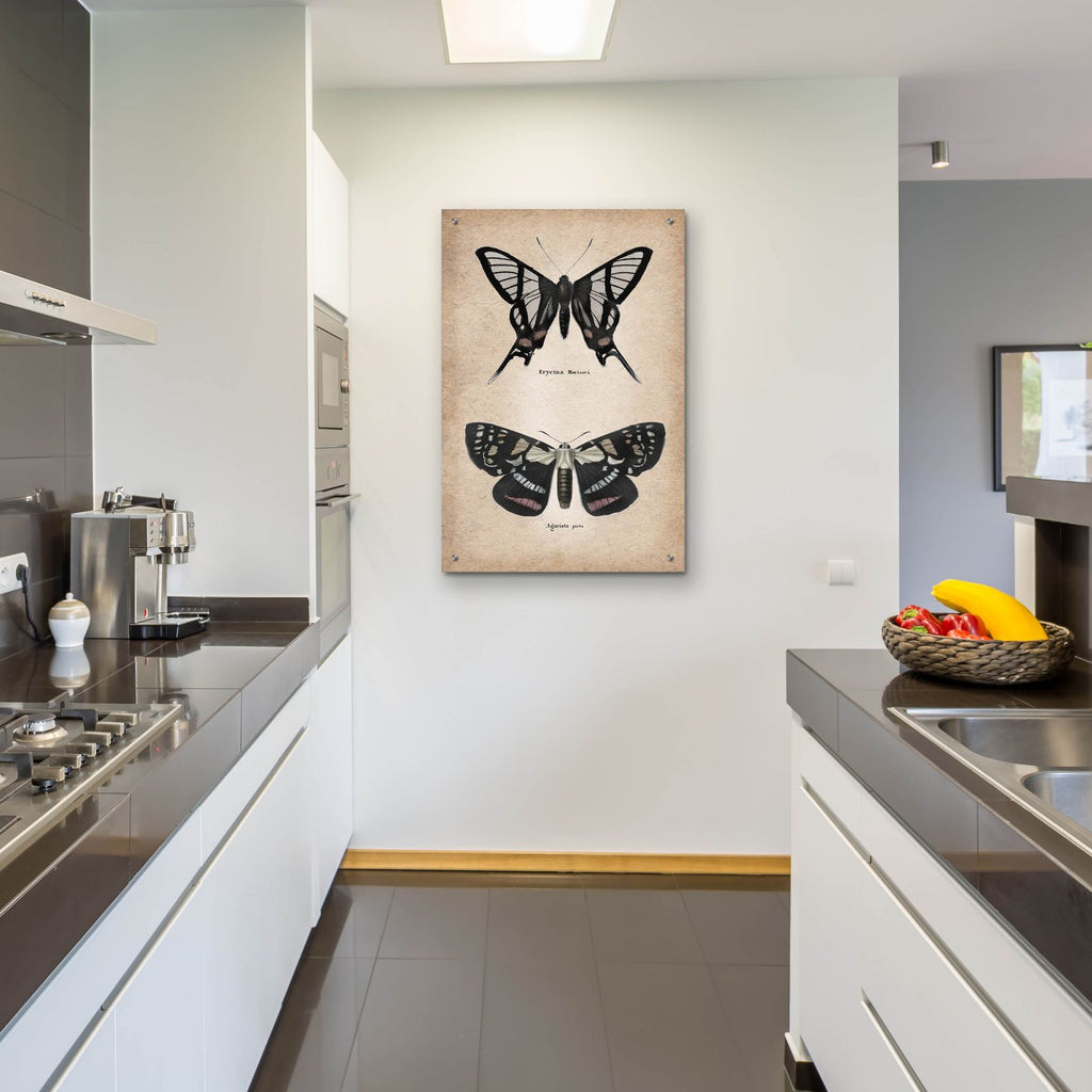 Vintage Butterflies Duo 2 by Art Licensing Studio - 24x36 acrylic wall art in a room