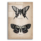 Vintage Butterflies Duo 2 by Art Licensing Studio acrylic glass wall art