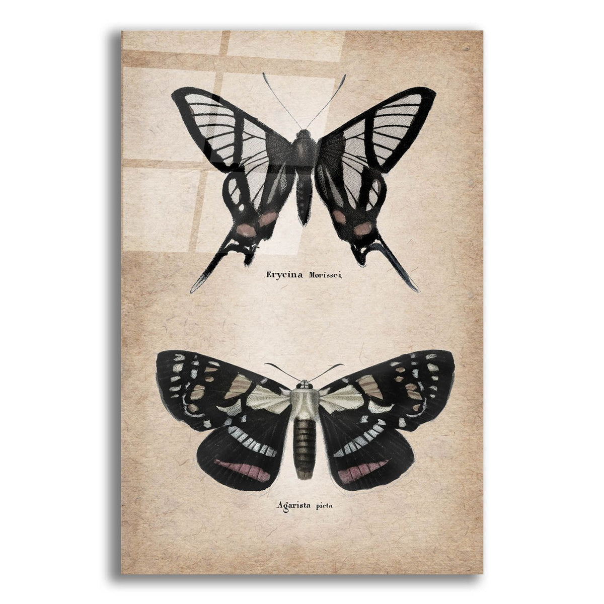 Vintage Butterflies Duo 2 by Art Licensing Studio acrylic glass wall art