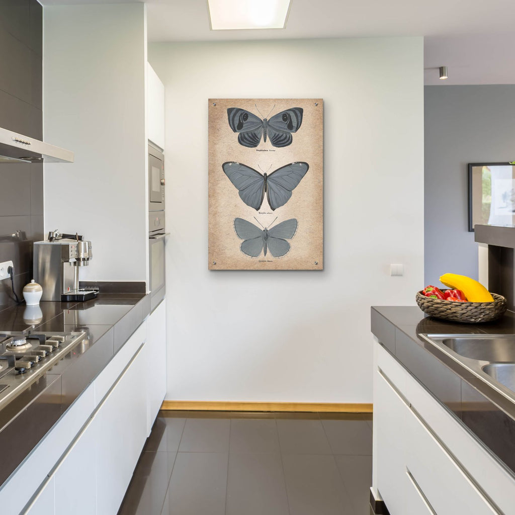 Vintage Butterflies Trio 1 by Art Licensing Studio - 24x36 acrylic wall art in a room