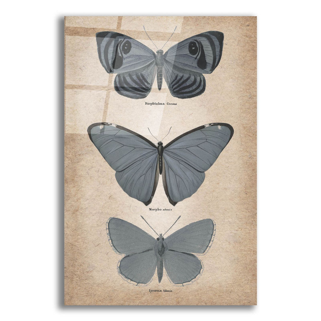Vintage Butterflies Trio 1 by Art Licensing Studio acrylic glass wall art