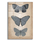 Vintage Butterflies Trio 1 by Art Licensing Studio acrylic glass wall art