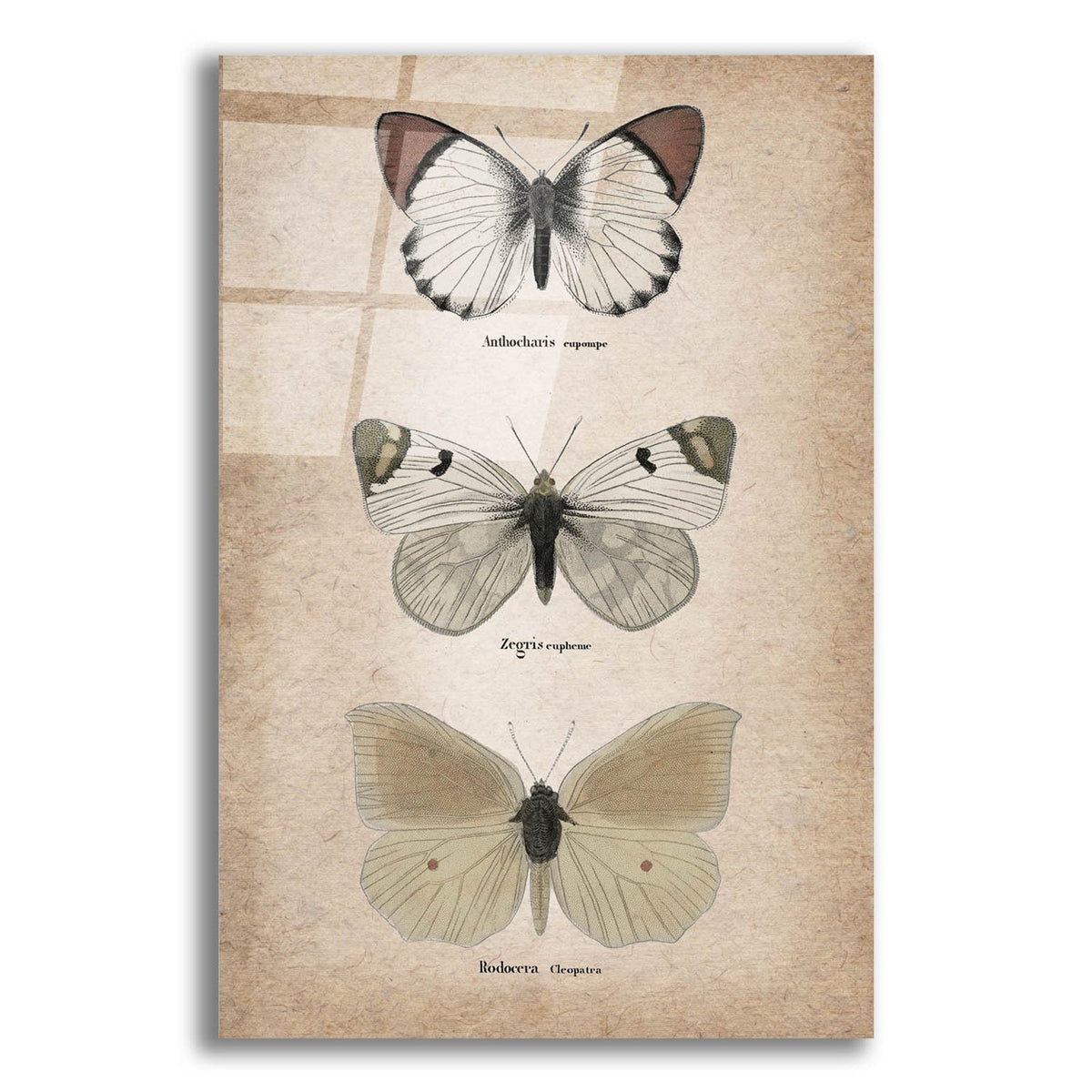 Vintage Butterflies Trio 2 by Art Licensing Studio acrylic glass wall art
