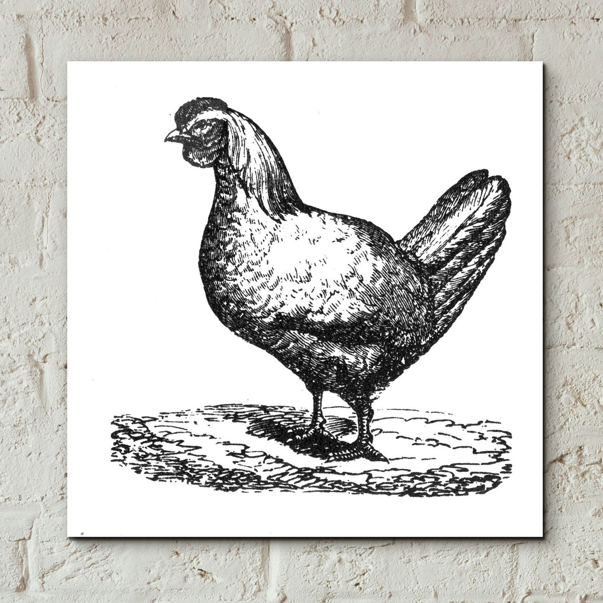 White Chicken by Art Licensing Studio - 12x12 acrylic wall art in a room