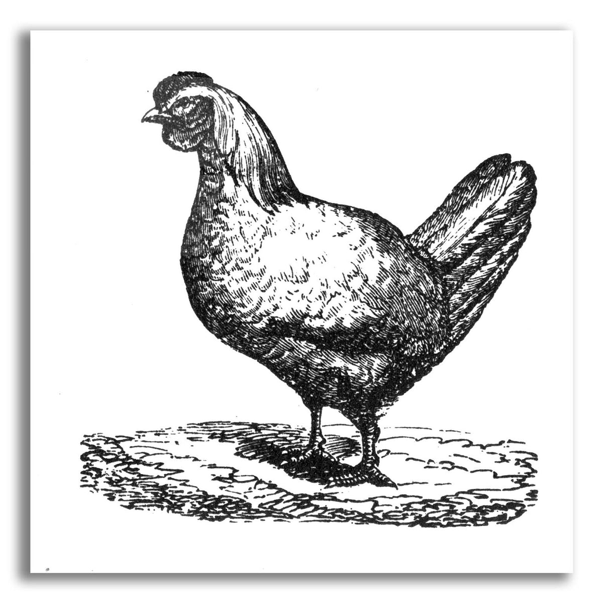 White Chicken by Art Licensing Studio acrylic glass wall art