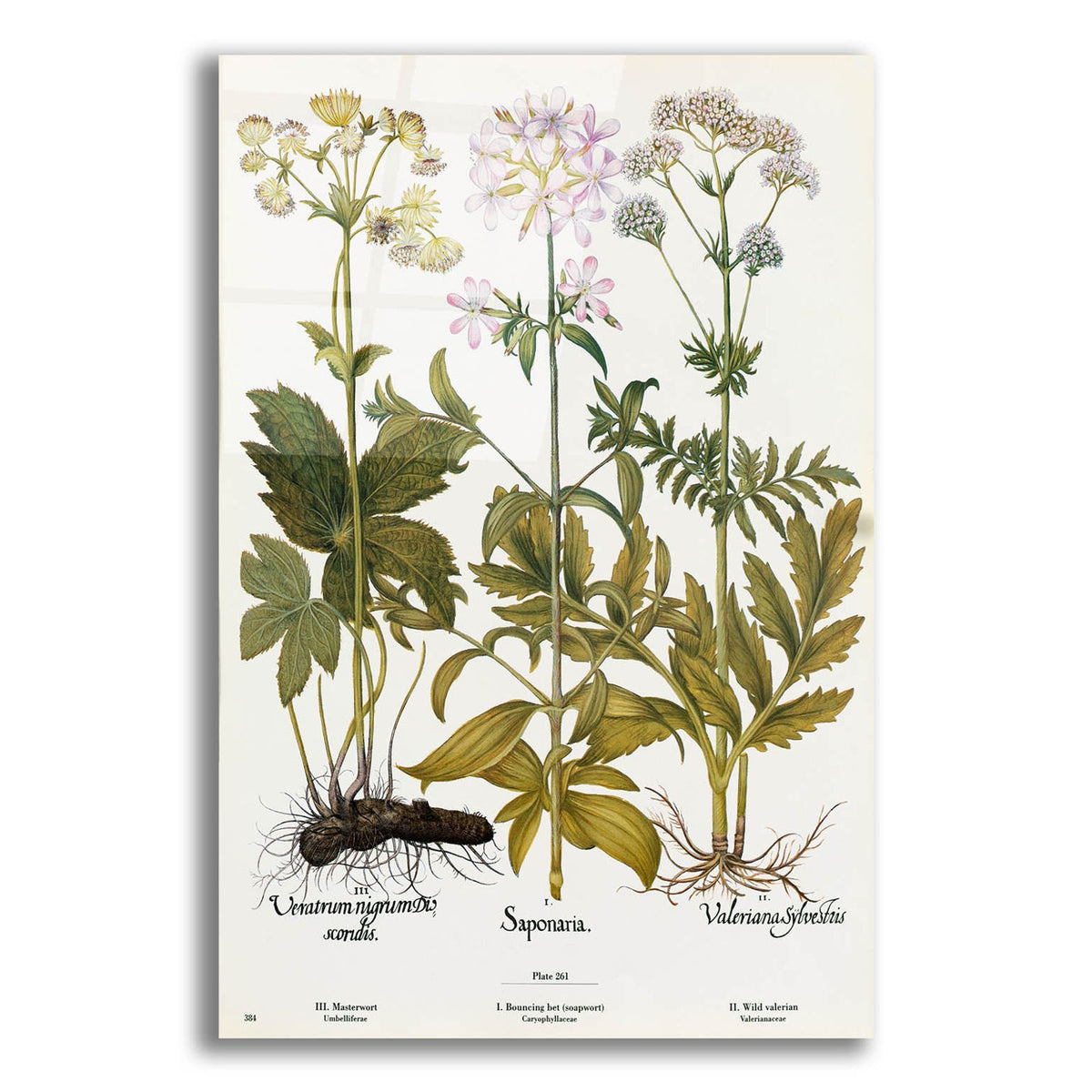 Wild Flowers by Art Licensing Studio acrylic glass wall art