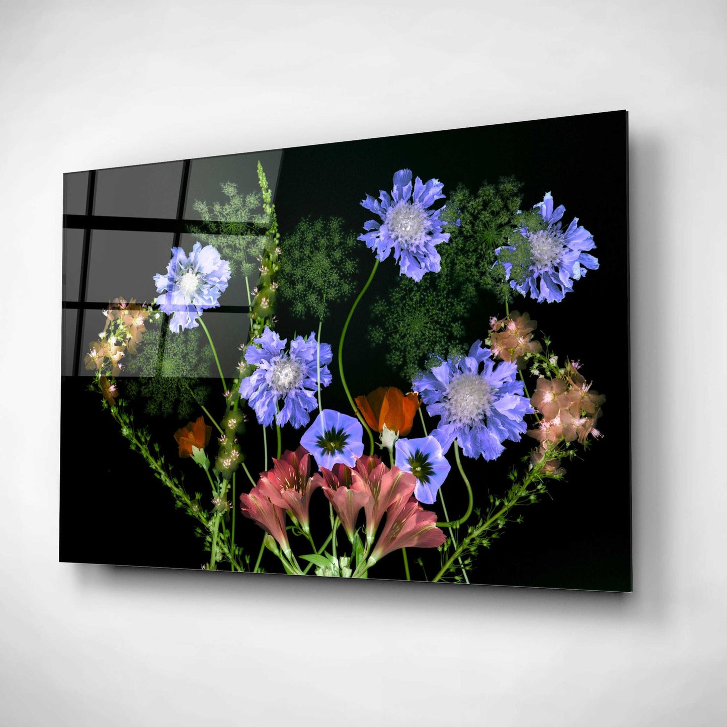 Epic Art 'Botanical XI' by Dennis Frates, Acrylic Glass Wall Art,16x12