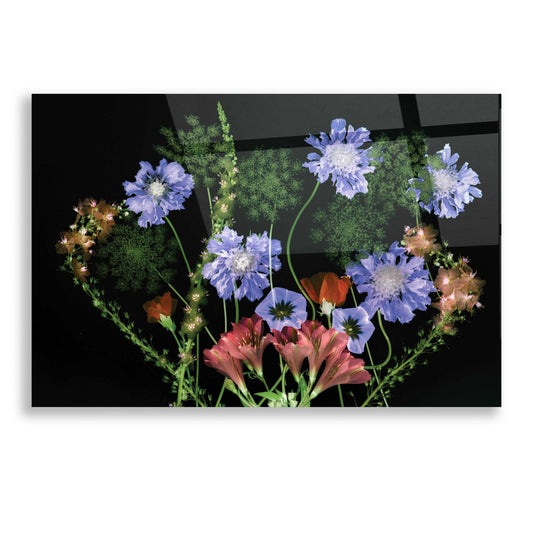 Epic Art 'Botanical XI' by Dennis Frates, Acrylic Glass Wall Art