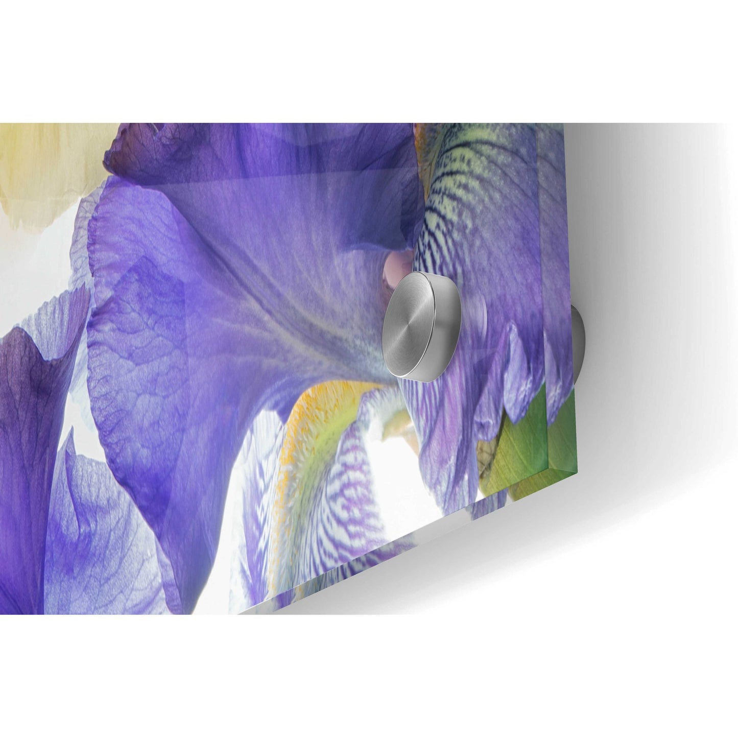 Epic Art 'Botanical VIII' by Dennis Frates, Acrylic Glass Wall Art,36x24