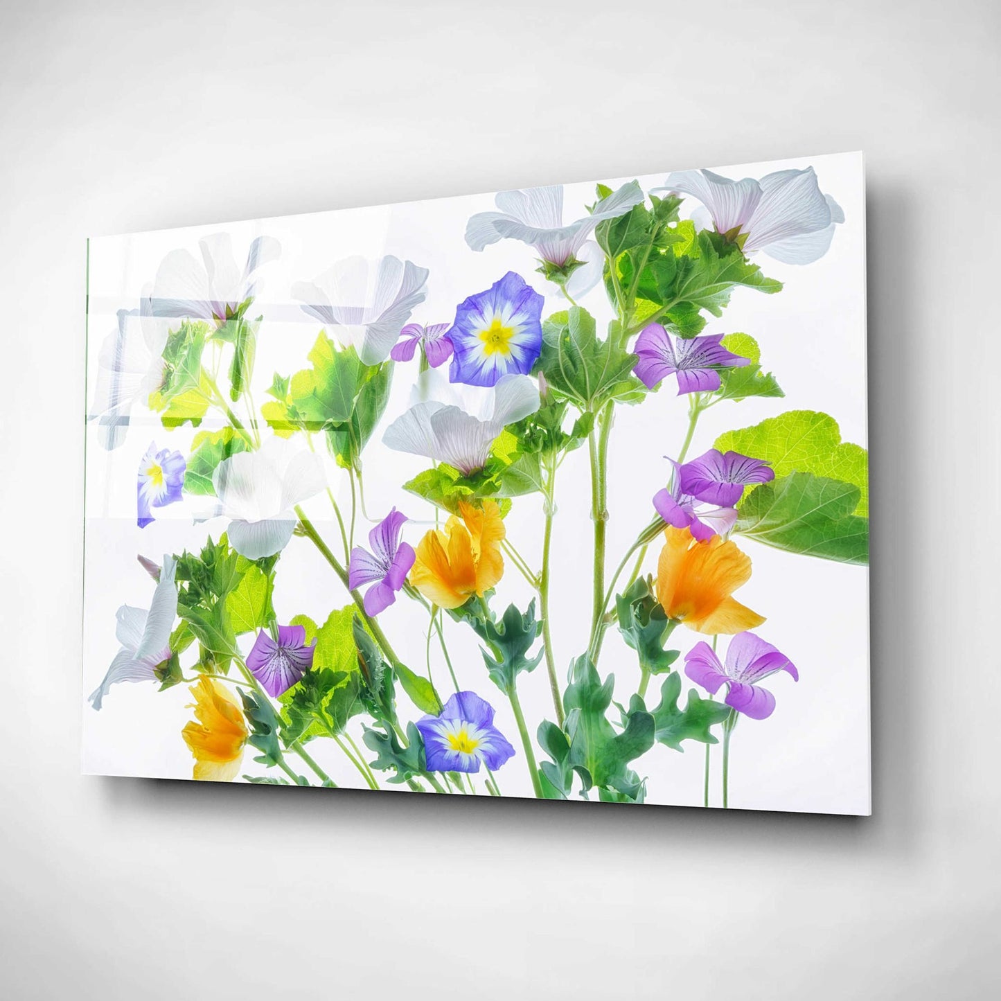 Epic Art 'Botanical VI' by Dennis Frates, Acrylic Glass Wall Art,16x12