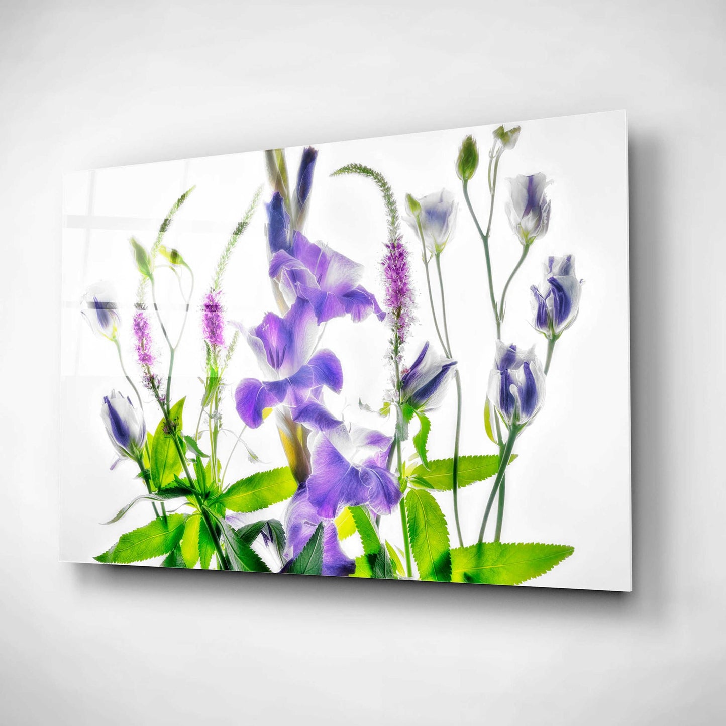 Epic Art 'Botanical II' by Dennis Frates, Acrylic Glass Wall Art,16x12