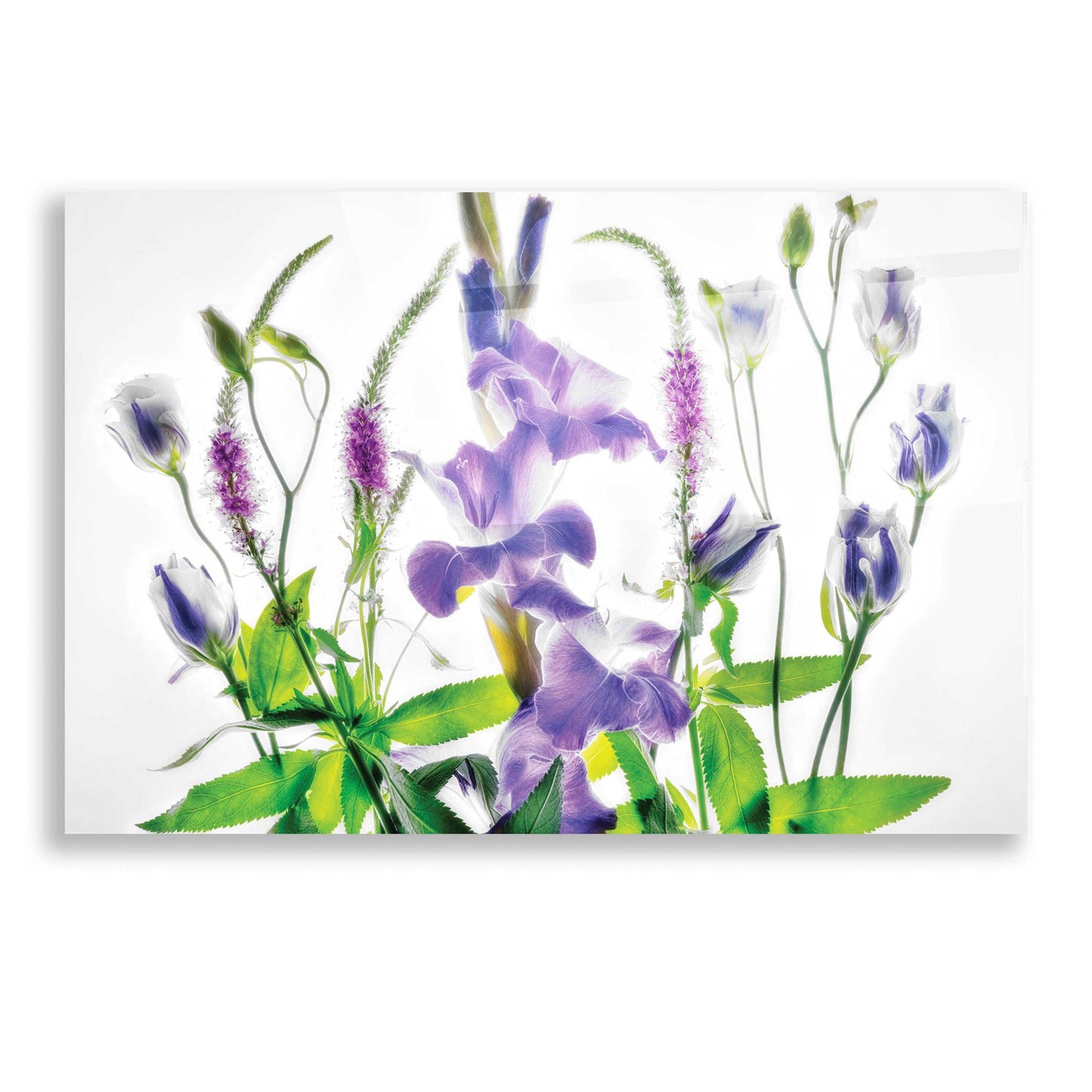 Epic Art 'Botanical II' by Dennis Frates, Acrylic Glass Wall Art