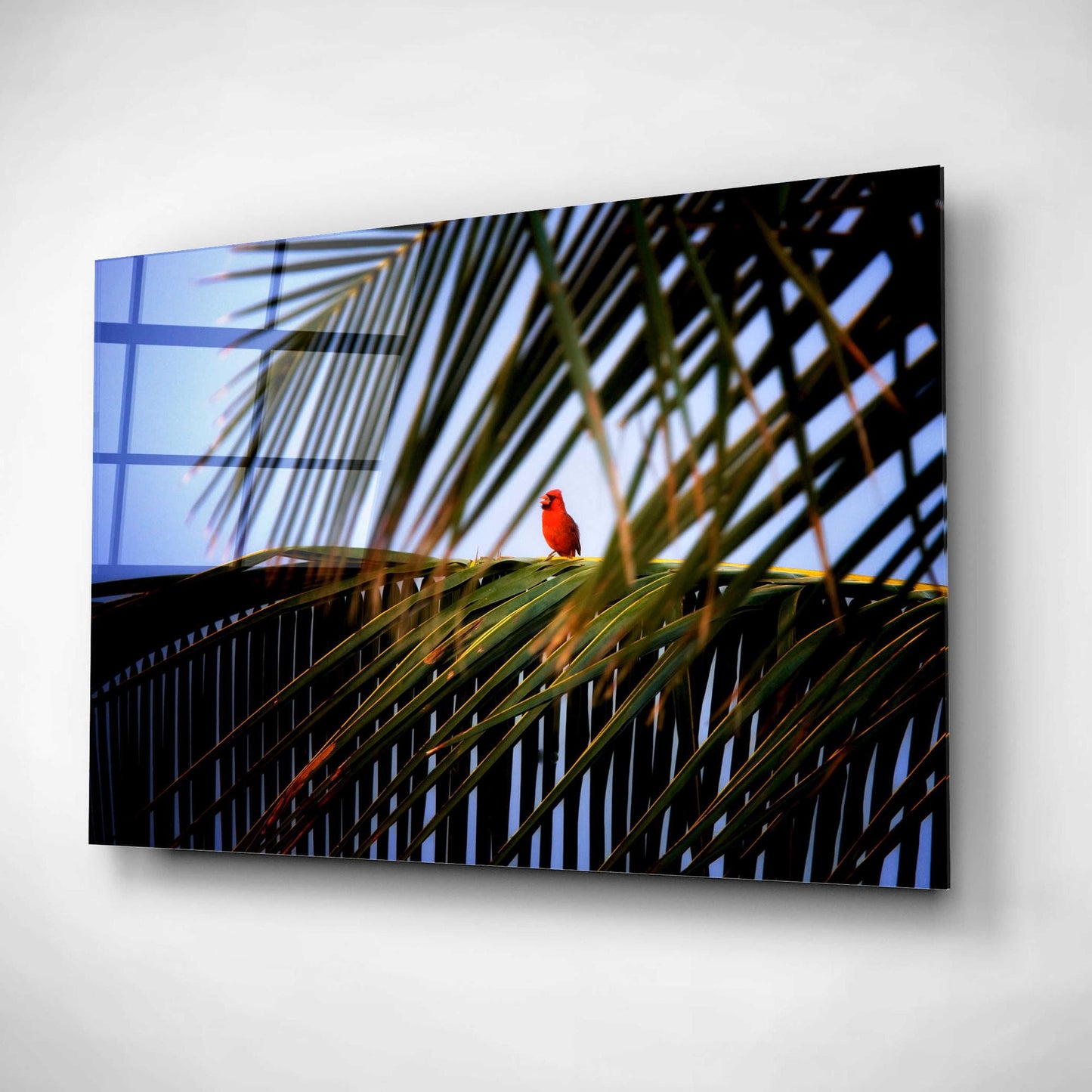 Epic Art 'Cardinal' by Dennis Frates, Acrylic Glass Wall Art,16x12