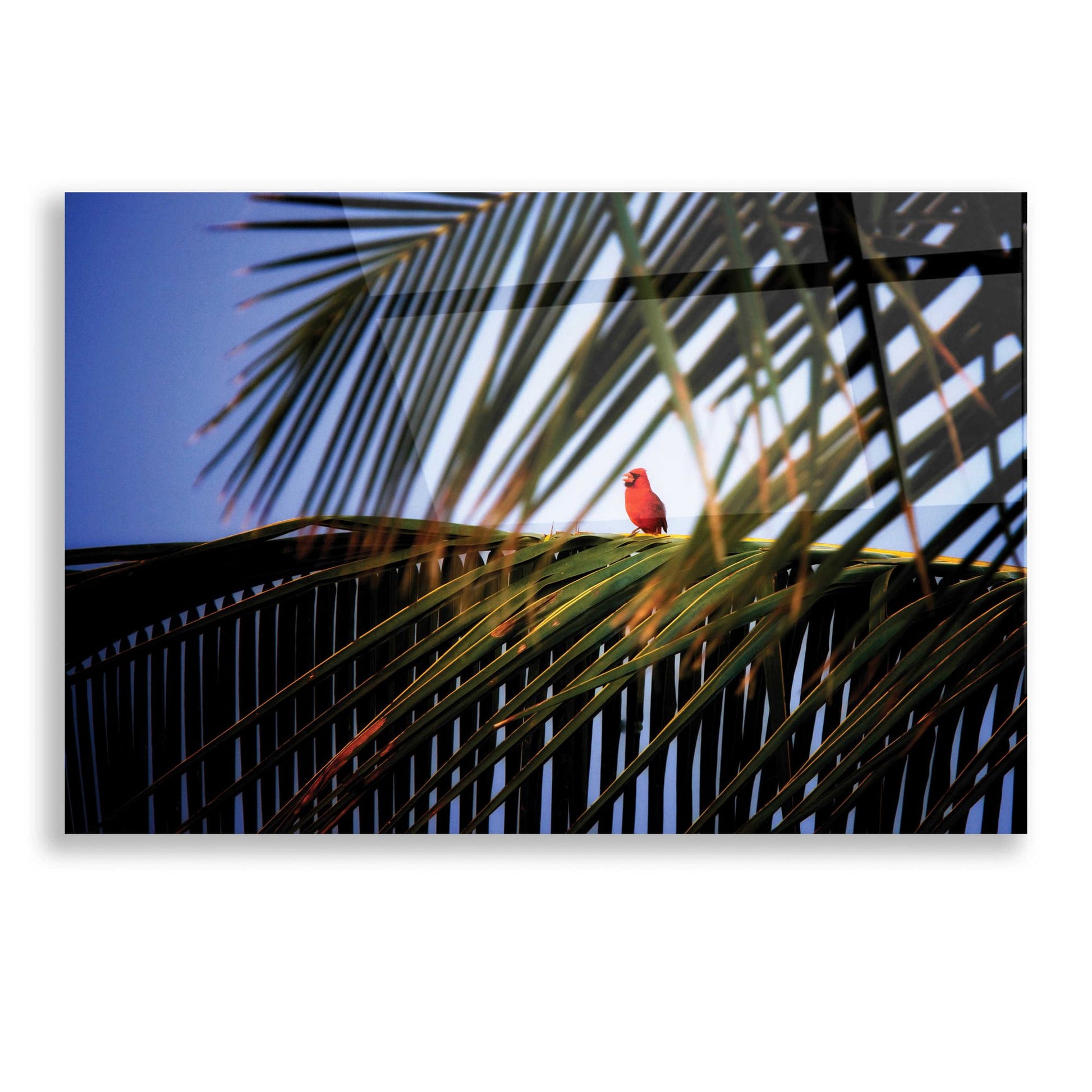 Epic Art 'Cardinal' by Dennis Frates, Acrylic Glass Wall Art