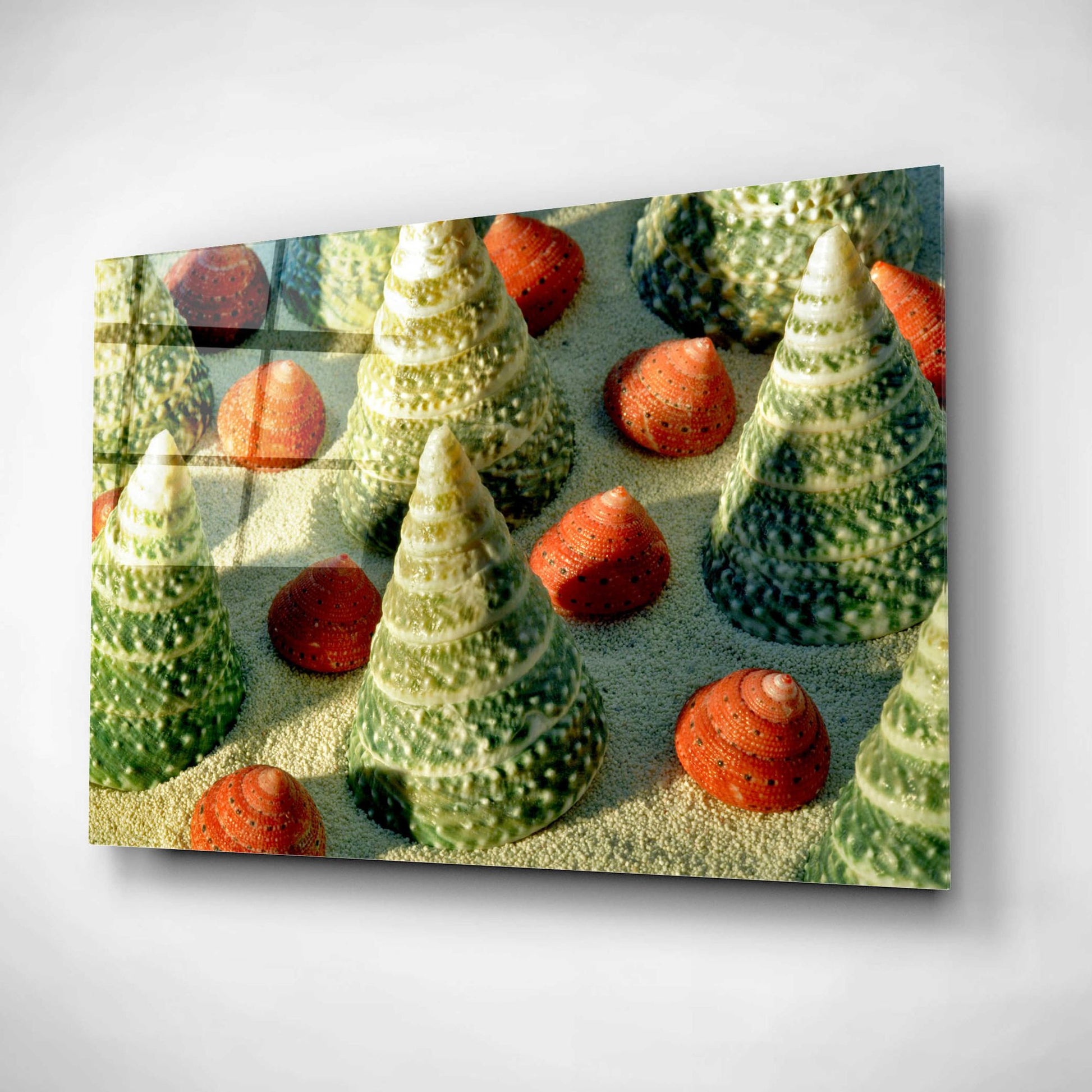 Epic Art 'Tree Shells' by Dennis Frates, Acrylic Glass Wall Art,16x12