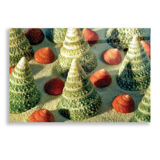 Epic Art 'Tree Shells' by Dennis Frates, Acrylic Glass Wall Art