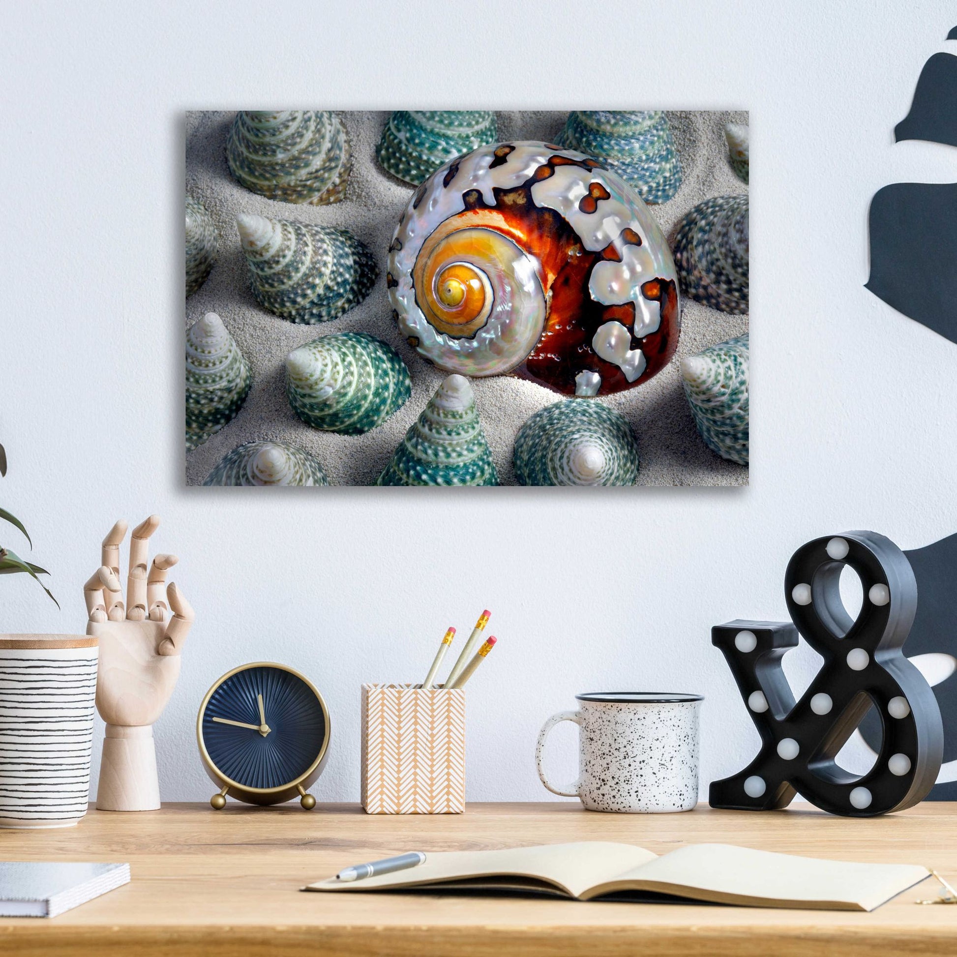 Epic Art 'Shell Spiral' by Dennis Frates, Acrylic Glass Wall Art,16x12