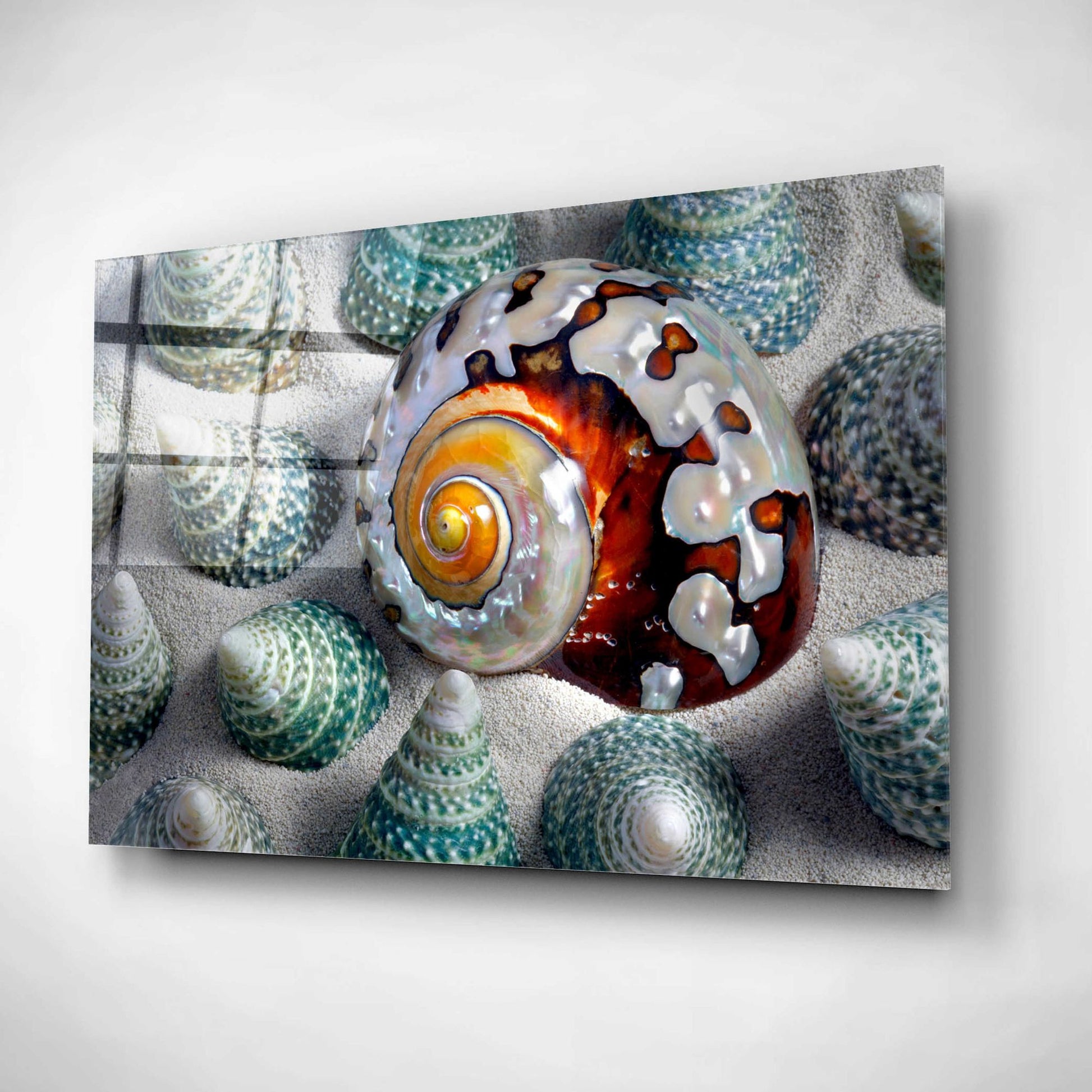 Epic Art 'Shell Spiral' by Dennis Frates, Acrylic Glass Wall Art,24x16