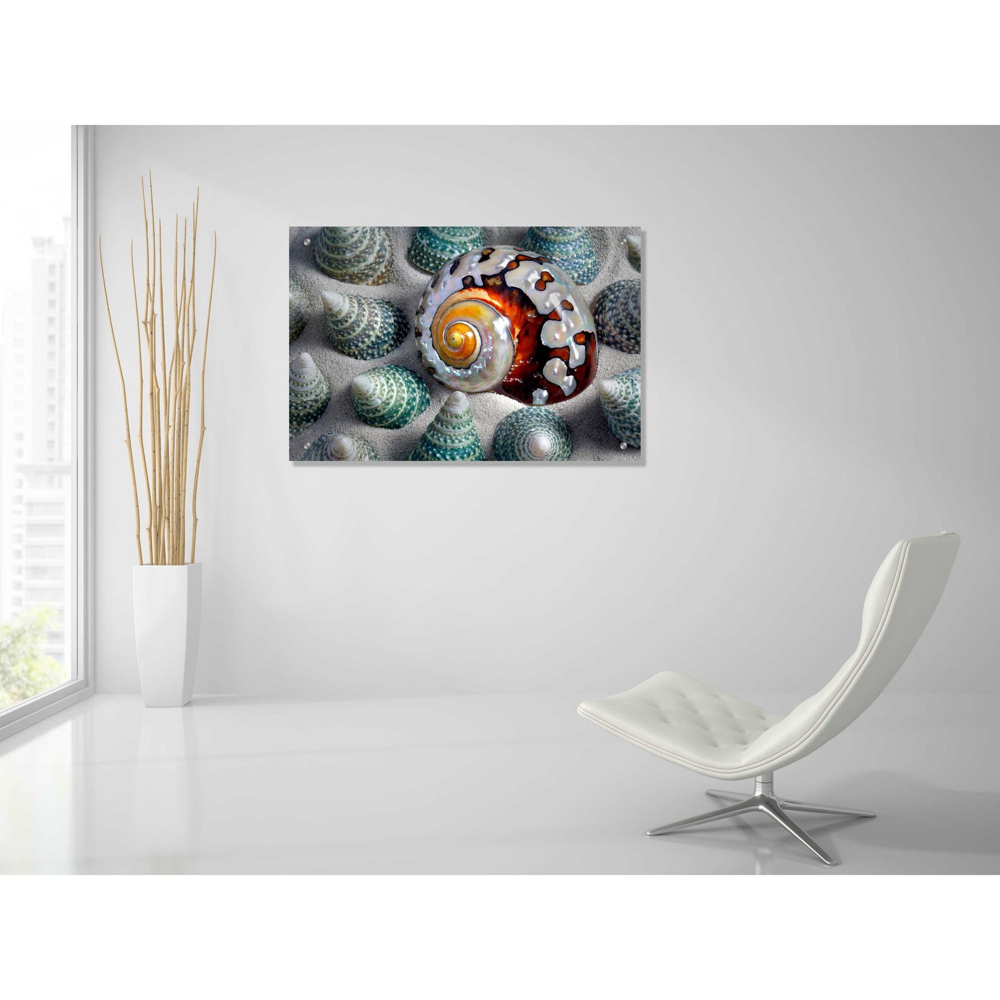 Epic Art 'Shell Spiral' by Dennis Frates, Acrylic Glass Wall Art,36x24