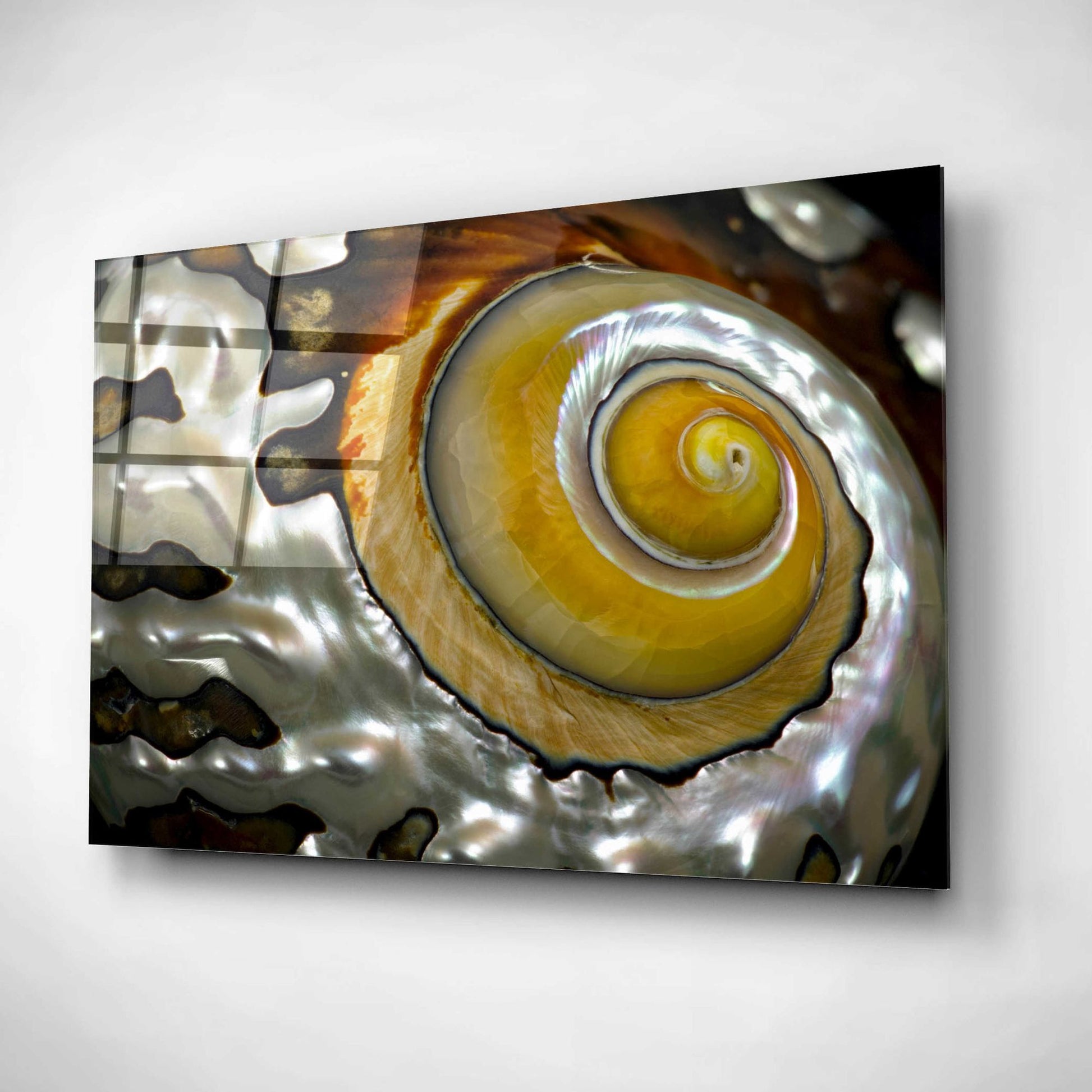 Epic Art 'Shell Spiral II' by Dennis Frates, Acrylic Glass Wall Art,16x12
