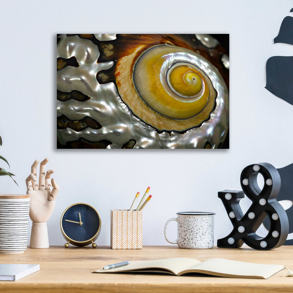 Epic Art 'Shell Spiral II' by Dennis Frates, Acrylic Glass Wall Art,16x12
