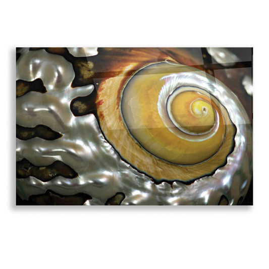 Epic Art 'Shell Spiral II' by Dennis Frates, Acrylic Glass Wall Art
