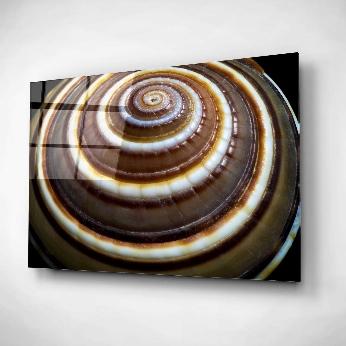 Epic Art 'Shell Spiral III' by Dennis Frates, Acrylic Glass Wall Art,24x16