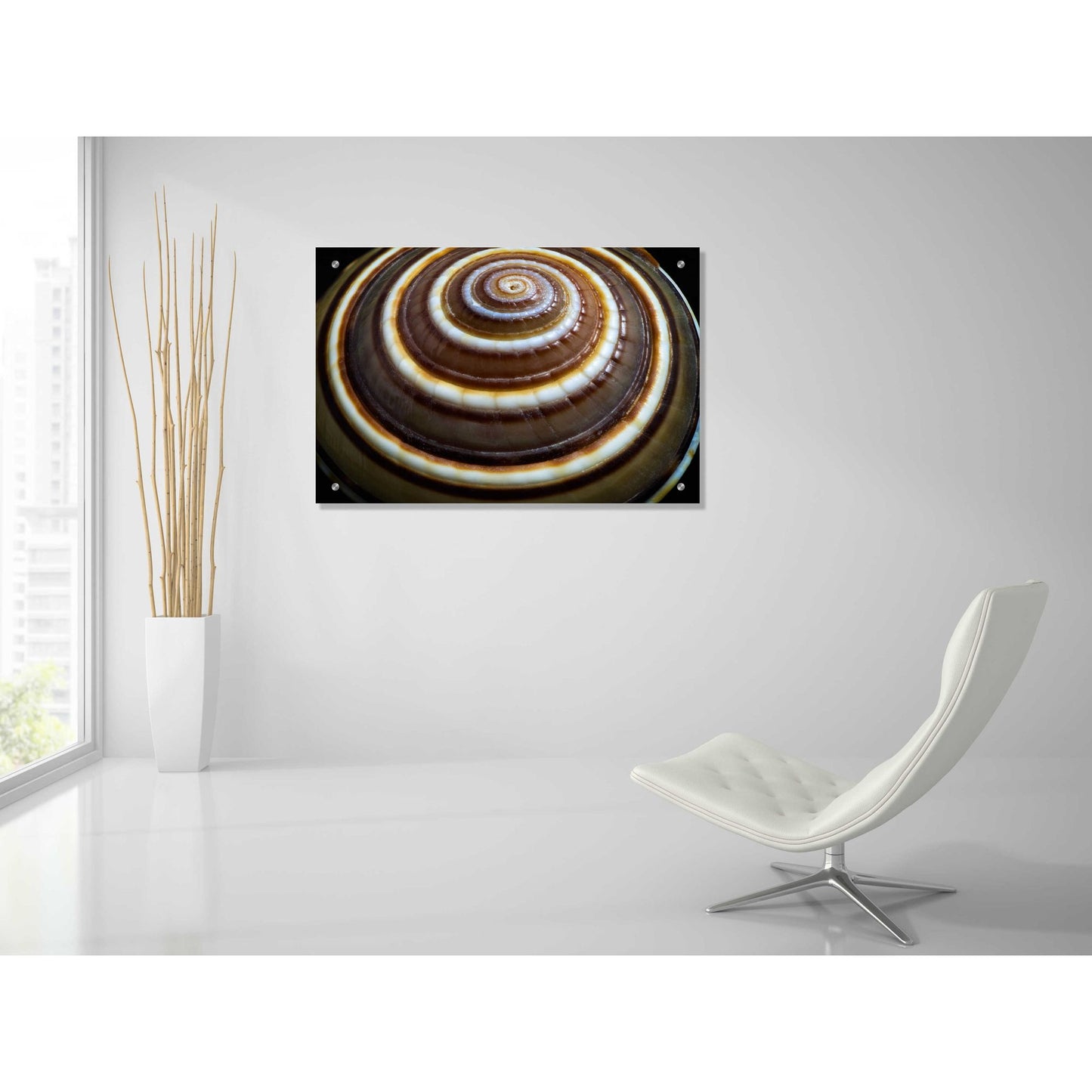 Epic Art 'Shell Spiral III' by Dennis Frates, Acrylic Glass Wall Art,36x24