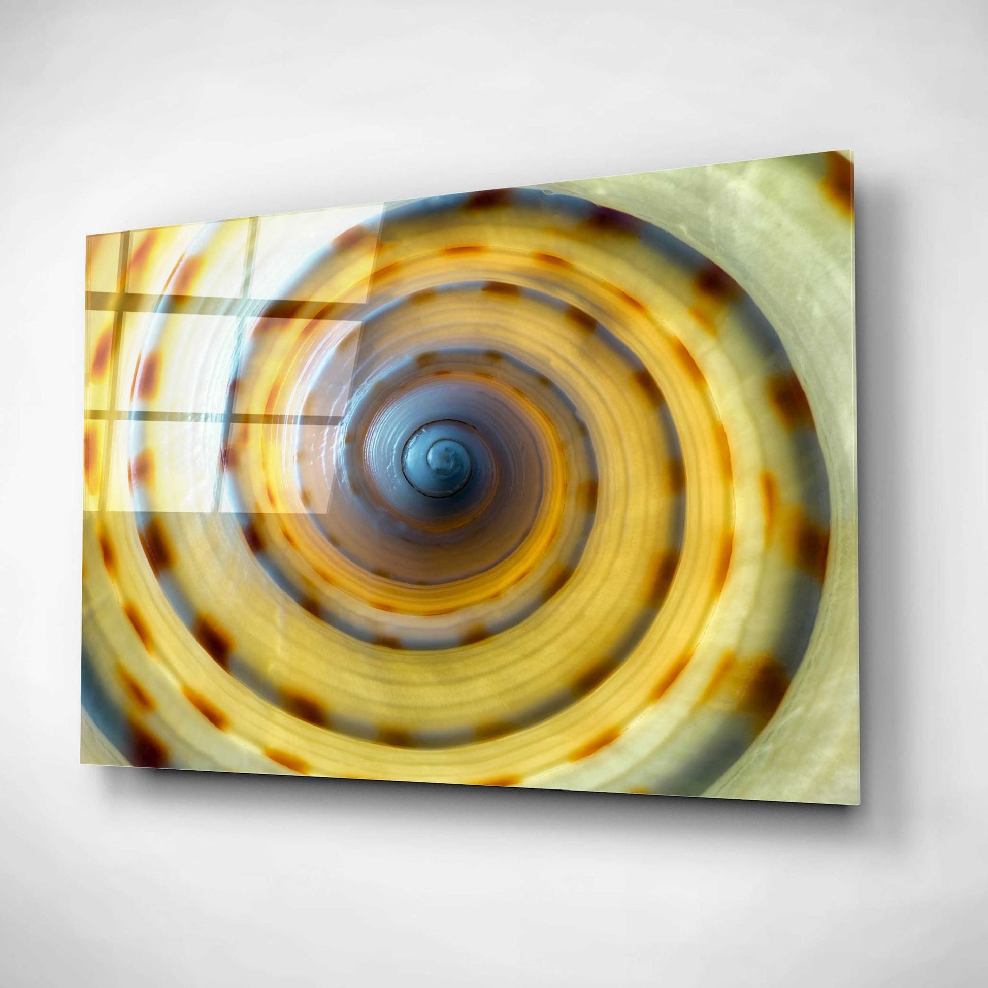 Epic Art 'Shell Spiral IV' by Dennis Frates, Acrylic Glass Wall Art,16x12