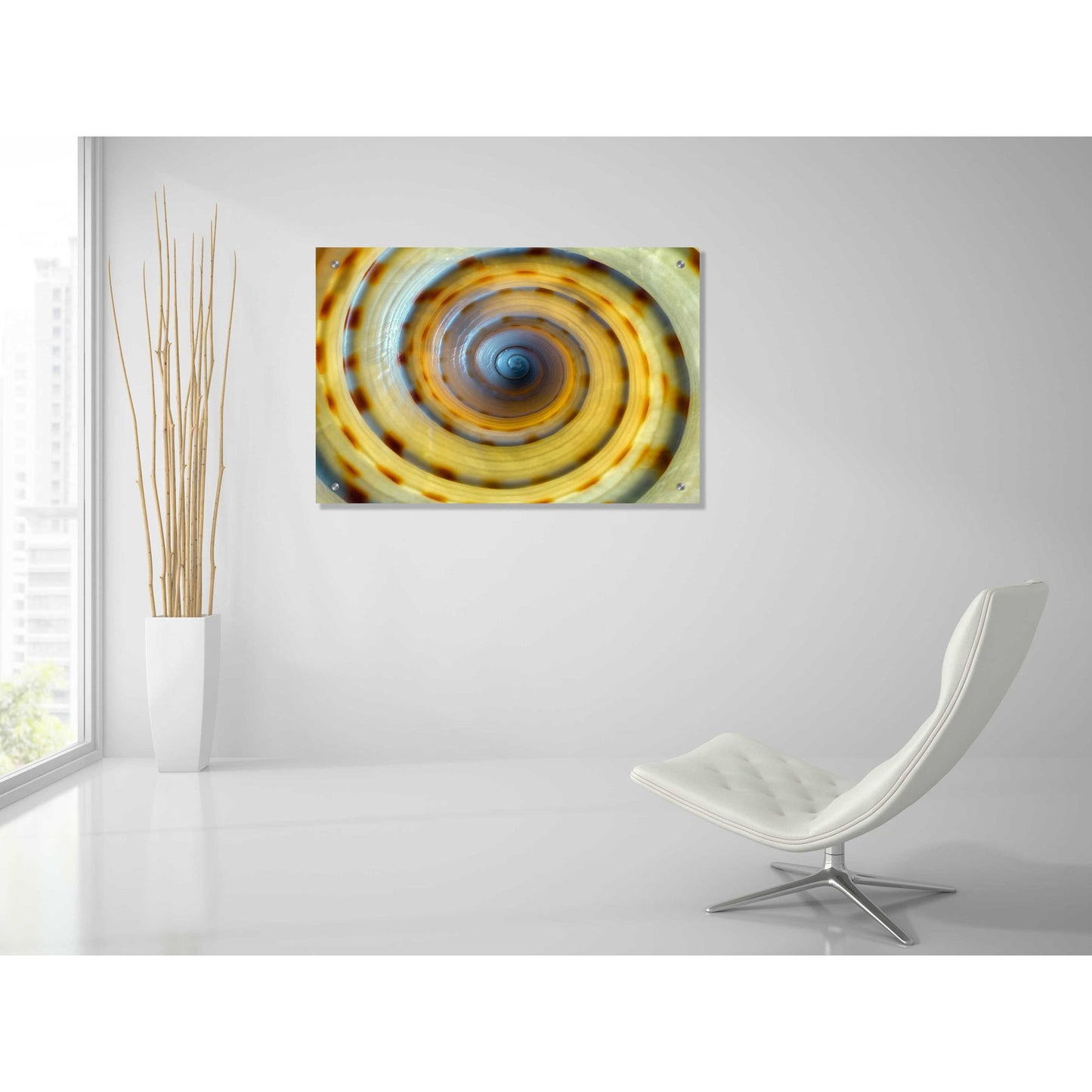 Epic Art 'Shell Spiral IV' by Dennis Frates, Acrylic Glass Wall Art,36x24