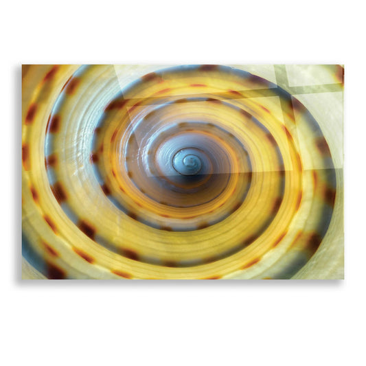 Epic Art 'Shell Spiral IV' by Dennis Frates, Acrylic Glass Wall Art