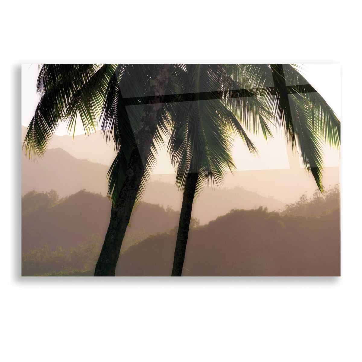 Epic Art 'Misty Palms I' by Dennis Frates, Acrylic Glass Wall Art