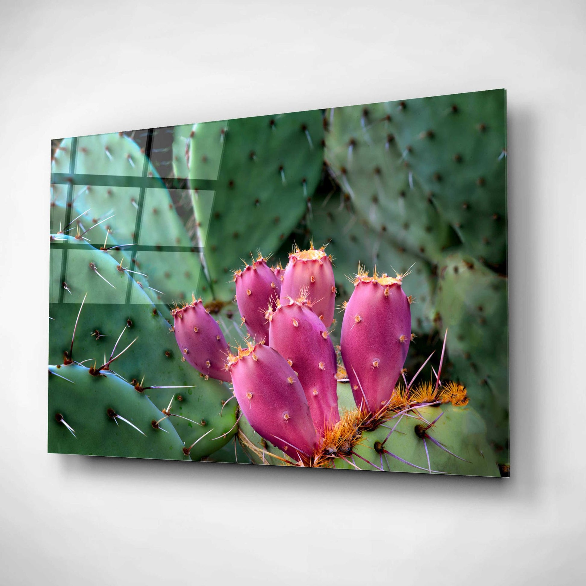 Epic Art 'Pink Cactus' by Dennis Frates, Acrylic Glass Wall Art,24x16