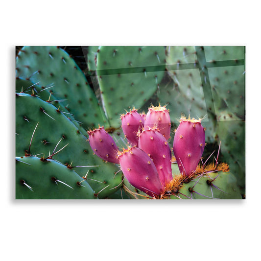 Epic Art 'Pink Cactus' by Dennis Frates, Acrylic Glass Wall Art