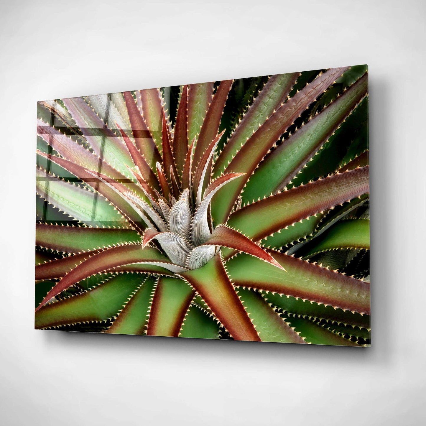 Epic Art 'Succulent VI' by Dennis Frates, Acrylic Glass Wall Art,24x16