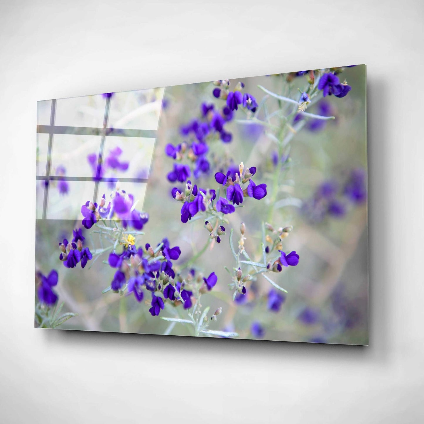 Epic Art 'Purple Flowers' by Dennis Frates, Acrylic Glass Wall Art,16x12