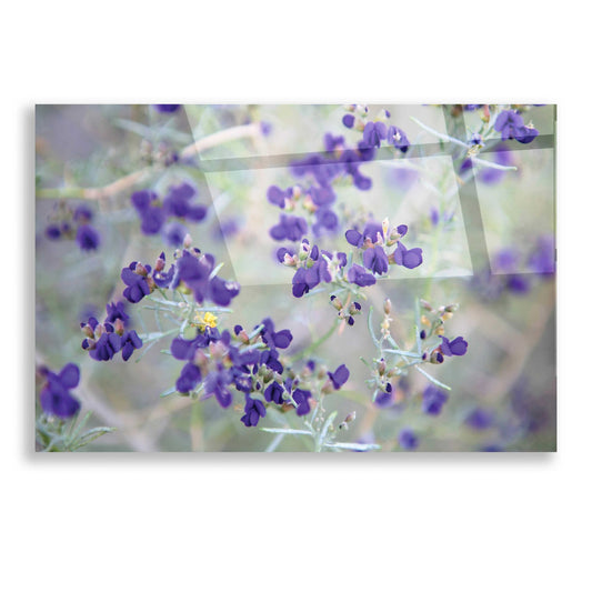 Epic Art 'Purple Flowers' by Dennis Frates, Acrylic Glass Wall Art