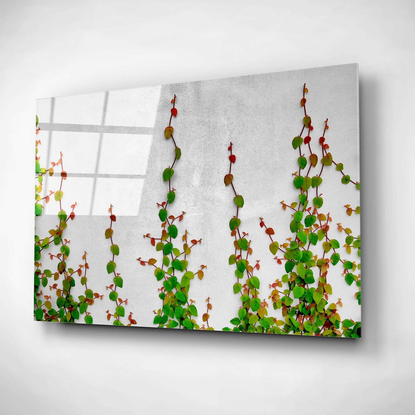 Epic Art 'Vine' by Dennis Frates, Acrylic Glass Wall Art,24x16
