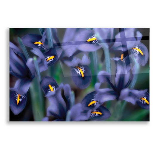 Epic Art 'Irises' by Dennis Frates, Acrylic Glass Wall Art