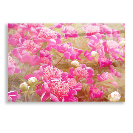Epic Art 'Pinks' by Dennis Frates, Acrylic Glass Wall Art