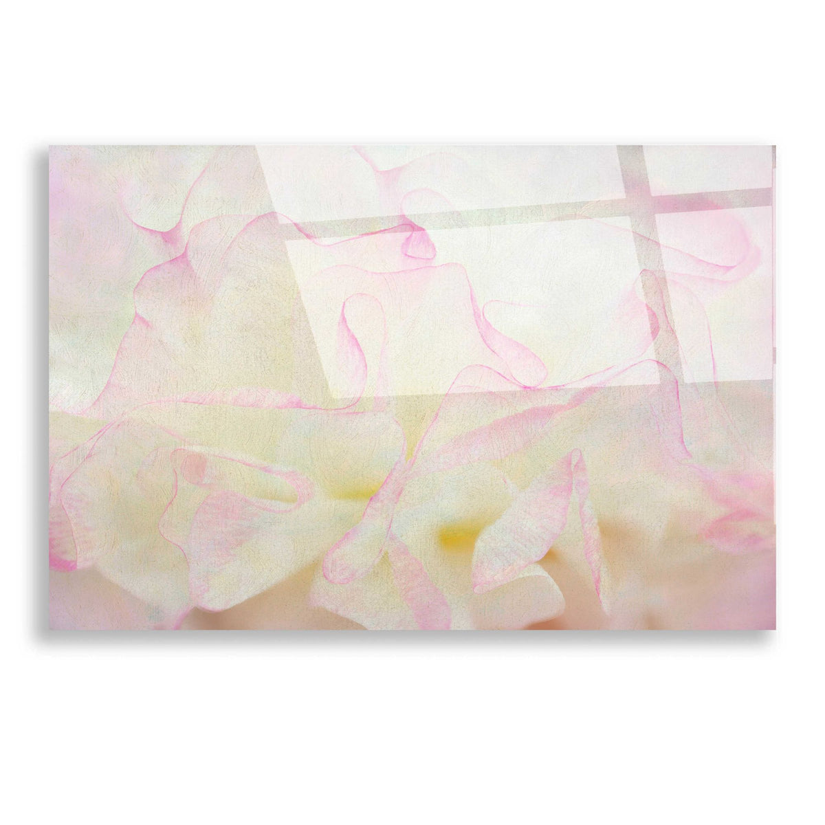 Epic Art 'Blush' by Dennis Frates, Acrylic Glass Wall Art