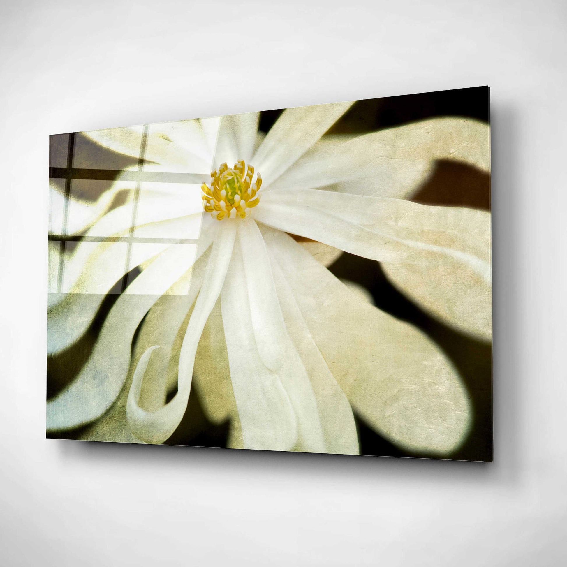Epic Art 'White Flower' by Dennis Frates, Acrylic Glass Wall Art,16x12