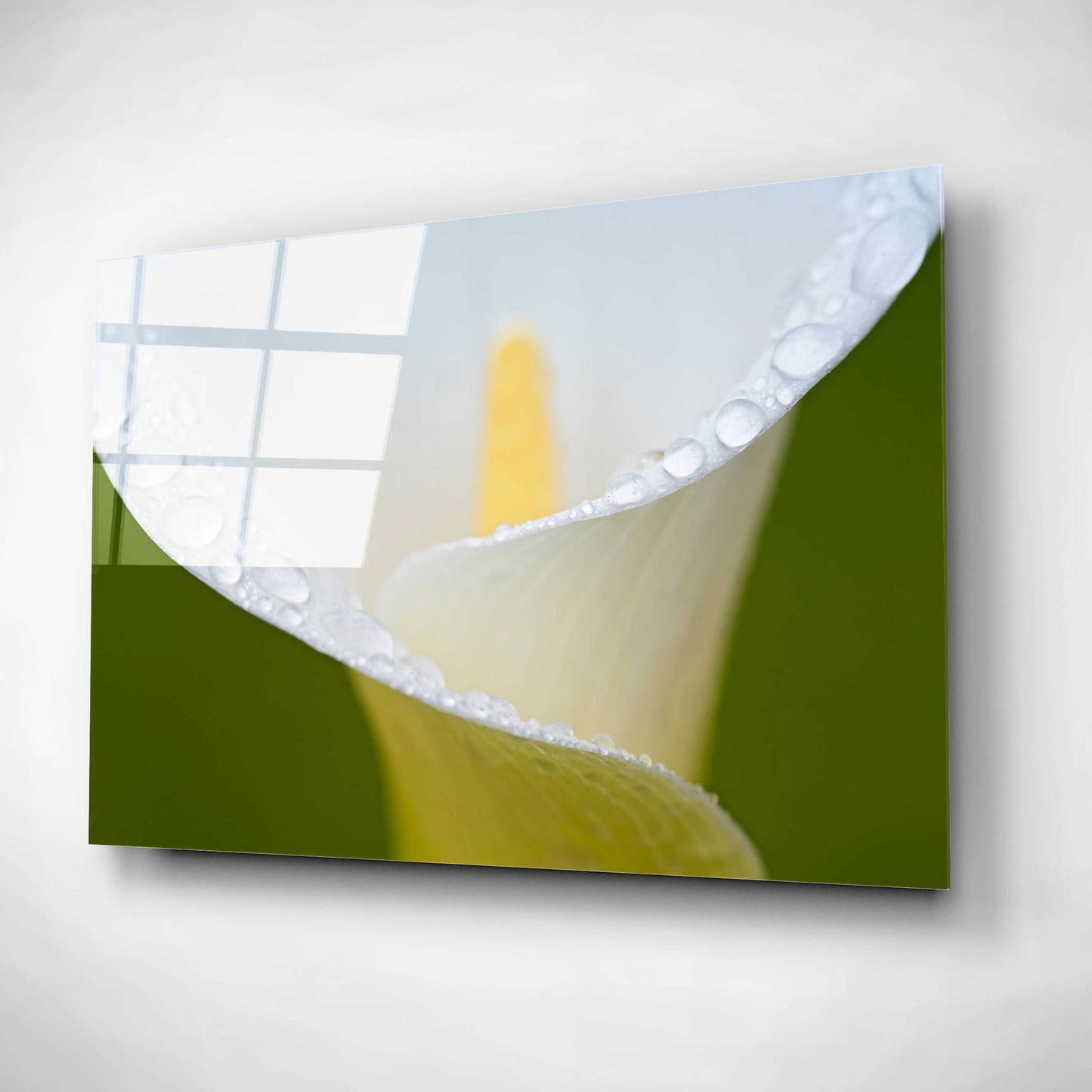 Epic Art 'White Flower II' by Dennis Frates, Acrylic Glass Wall Art,16x12