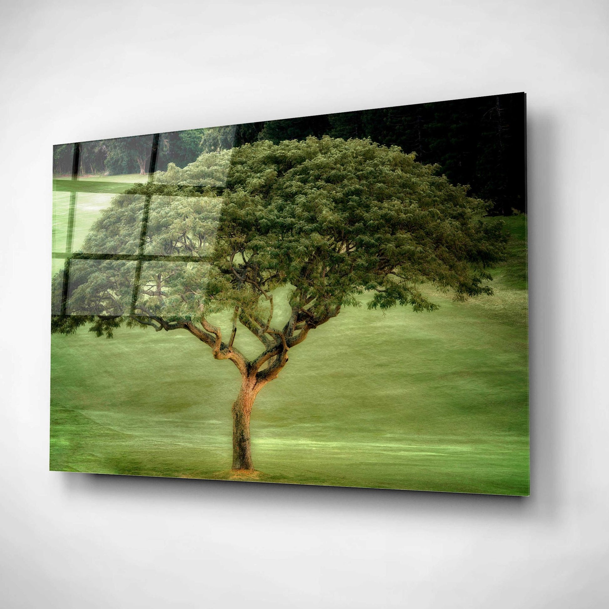 Epic Art 'Single Tree' by Dennis Frates, Acrylic Glass Wall Art,16x12