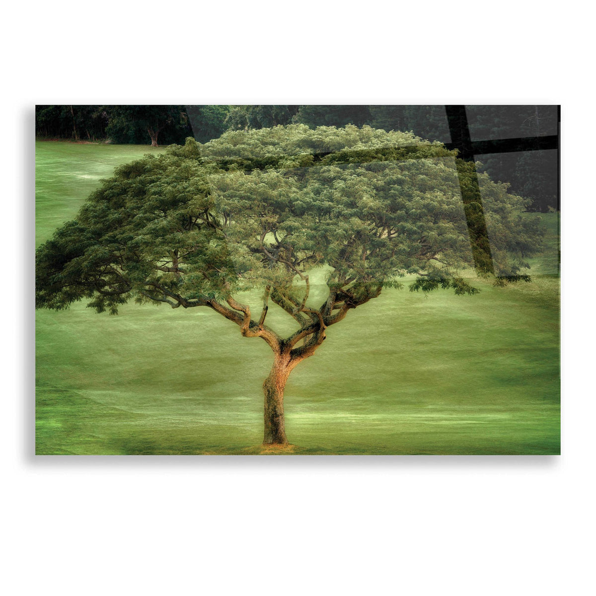 Epic Art 'Single Tree' by Dennis Frates, Acrylic Glass Wall Art