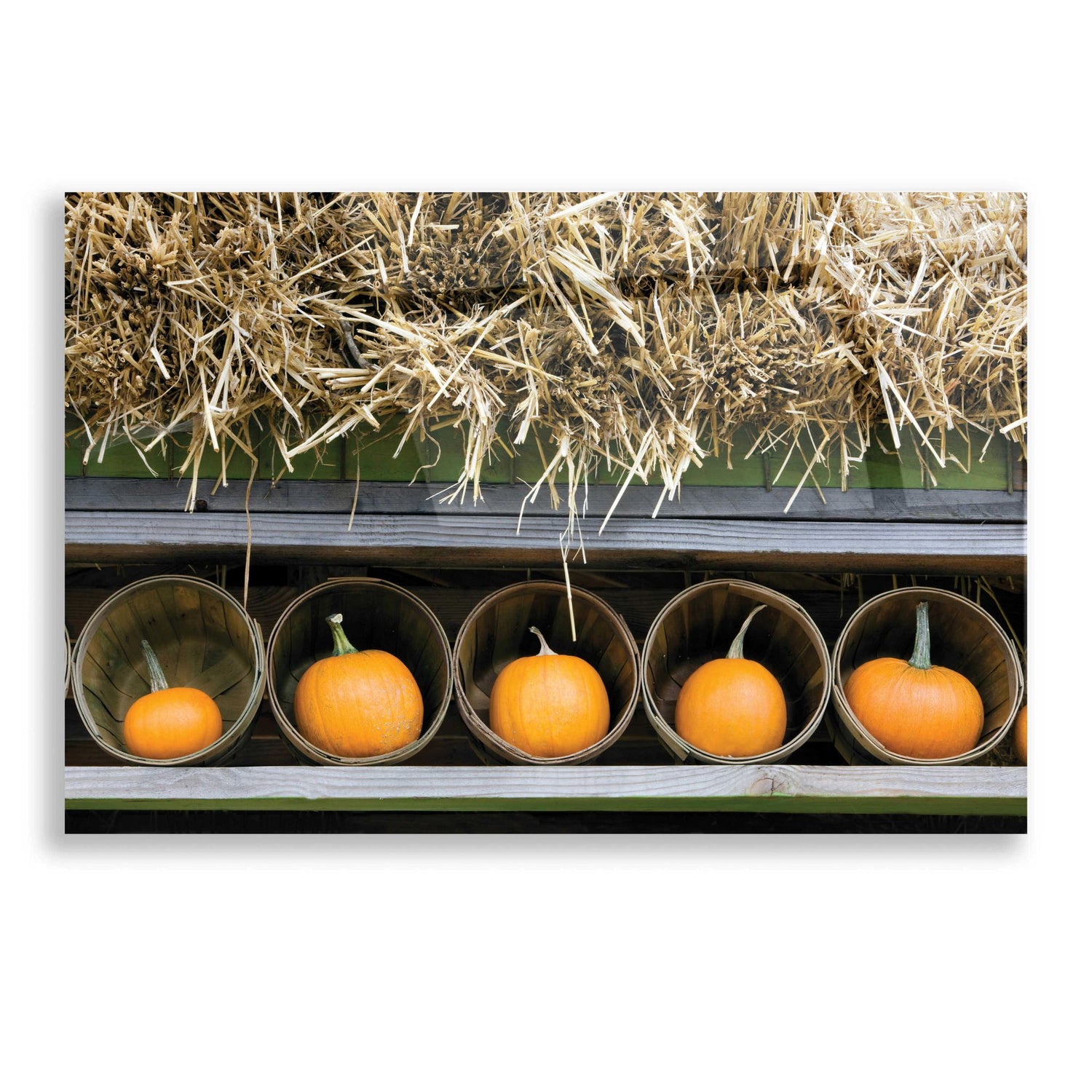 Epic Art 'More Pumpkins' by Dennis Frates, Acrylic Glass Wall Art