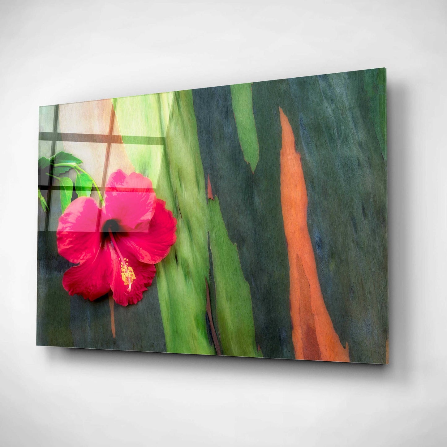 Epic Art 'Hibiscus' by Dennis Frates, Acrylic Glass Wall Art,16x12
