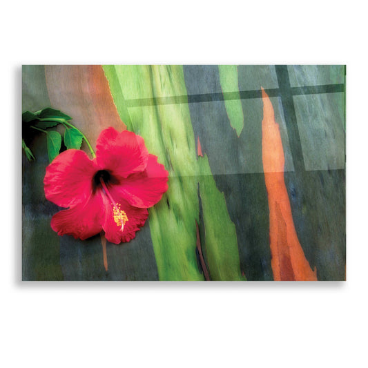 Epic Art 'Hibiscus' by Dennis Frates, Acrylic Glass Wall Art